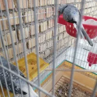 کبوتر الماسی زینتی ریز جثه تزئینی|پرنده|نی‌ریز, |دیوار