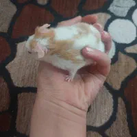 همستر های بامزه|موش و خرگوش|شیراز, دشت چنار|دیوار