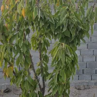 باغچه باویلا نیمه کاره