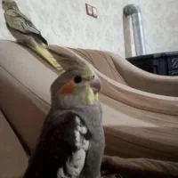 عروس هلندی گمشده خورموج|حیوانات|خورموج, |دیوار