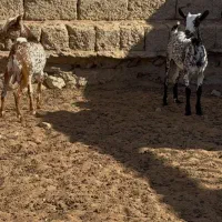 حیوونای اصیل|حیوانات مزرعه|تربت جام, میان جام|دیوار