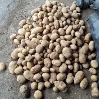 سیب زمینی بذری