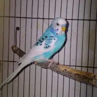 مرغ عشق جفت رنگ خاص لوتینو|پرنده|فردیس, فردیس|دیوار