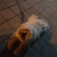 سگ پا کوتاه