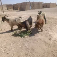 پازن داشتی|حیوانات مزرعه|کازرون, |دیوار