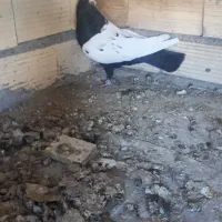 سینه مشکی نروماده