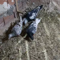 صید چند روز اخیر