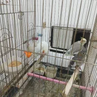عروس هلندی