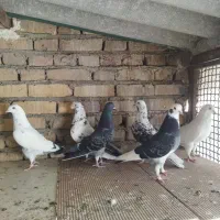 کبوتر پرشی|پرنده|بهشهر, |دیوار