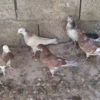 جوجه کفتر پرشی|پرنده|تهران, استاد معین|دیوار
