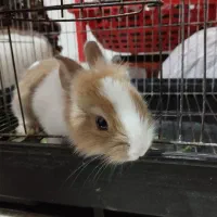 خرگوش|موش و خرگوش|پیشوا, |دیوار