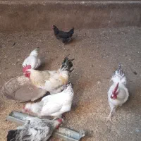 ۲ عدد خروس محلی