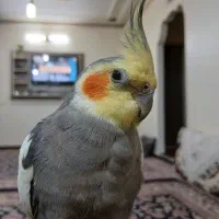 عدوس‌هلندی‌|پرنده|اراک, |دیوار