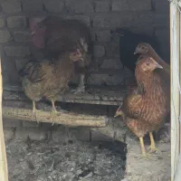 ۱۰ عدد مرغ به همراه یک خروس