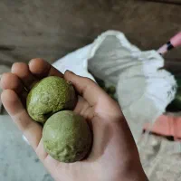 گردو