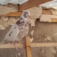 پرنده|پرنده|میانه, |دیوار