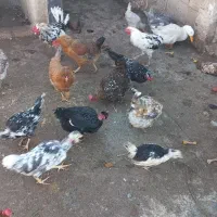 تخم مرغ نطفه دارگلین|حیوانات مزرعه|کرج, اخترآباد|دیوار