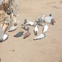 20عدد کبوتر
