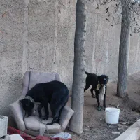 سگ پیت بول رودفایر|سگ|رباط‌کریم, شترخوار|دیوار