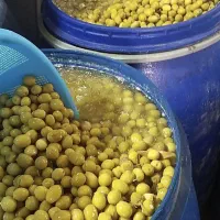 زیتون شور درجه یک به صورت عمده وجزئی
