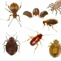 فروش سم تضمینی ساس و سوسک و کنه|خدمات نظافت|ری, دیلمان|دیوار