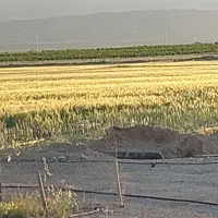 اجاره-زمین-کشاورزی-و-زراعی-با-آب-چاه-موتور