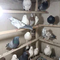 کبوتر گرفتنی یجا