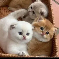 سرپرستی قبول میکنم