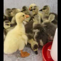 جوجه قوغاز اصیل