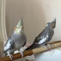 گمشده محدوده شهرک هوراز