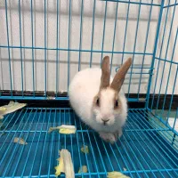 واگذاری خرگوش