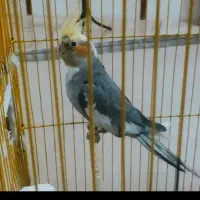 جفت عروس هلندی