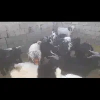 ۵۵عدد کره چاق