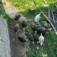 ماسال روستای کوچکام