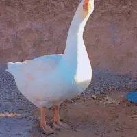 قو غاز نرجوان|حیوانات مزرعه|قزوین, |دیوار