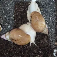 حلزون آلبینو مولد و بچه حلزون آچاتینا آلبینو