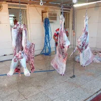 کشتار روز باحضور مردم سوسنگرد روستای حاجیه
