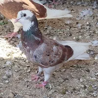 کبوتر