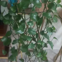 پتوس پیچکی زیبا با گلدان سرامیکی و آلوئه ورا