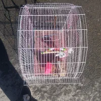 قفس عروس هلندی