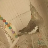 عروس هلندی|پرنده|بردسکن, |دیوار