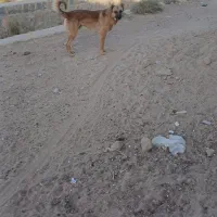 سگ گله ای|سگ|قیدار, |دیوار