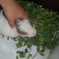 فروش خرگوش|موش و خرگوش|فولادشهر, B5|دیوار