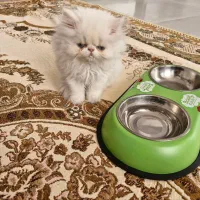 گربه پرشین|گربه|مهاباد (آذربایجان غربی), |دیوار