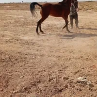 اسب نریان کهر