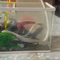 آکواریوم|ماهی|فردیس, قریشی|دیوار