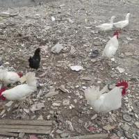 خروس سفید 4 عدد