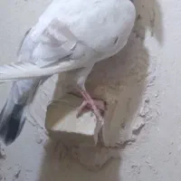 سار ماده بشرط