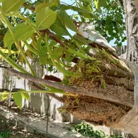 پیوند زنی درخت گردو به صورت تخصصی وحرفه ای|خدمات باغبانی و درختکاری|نجفآباد, شیخ بهایی|دیوار