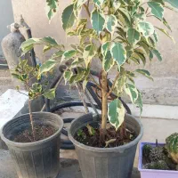 گل آپارتمانی بنجامین پتوس کاتوس